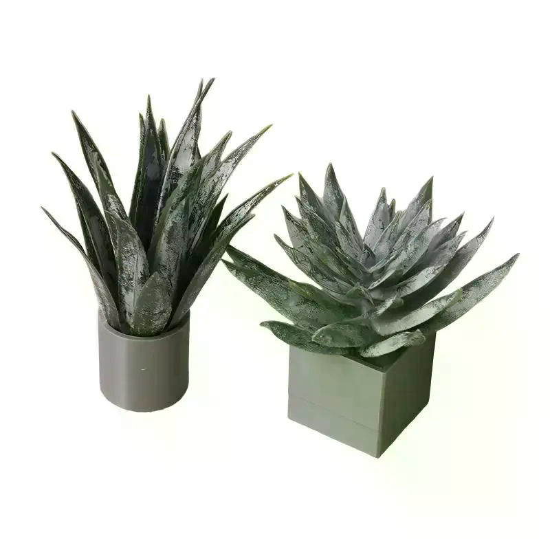 زينة نبات الصبار المصغر في وعا - مراجعة Aloe Vera Pot وسعره