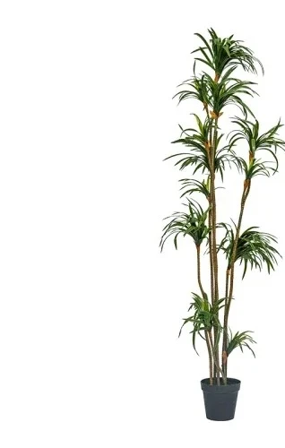 شجرة دراسينا مارجيناتا الاصطنا - مراجعة Dracaena Marginata وسعره