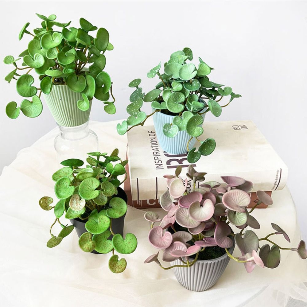 غراء ناعم نبات اصطناعي إيفا نب - مراجعة Echeveria Succulent وسعره