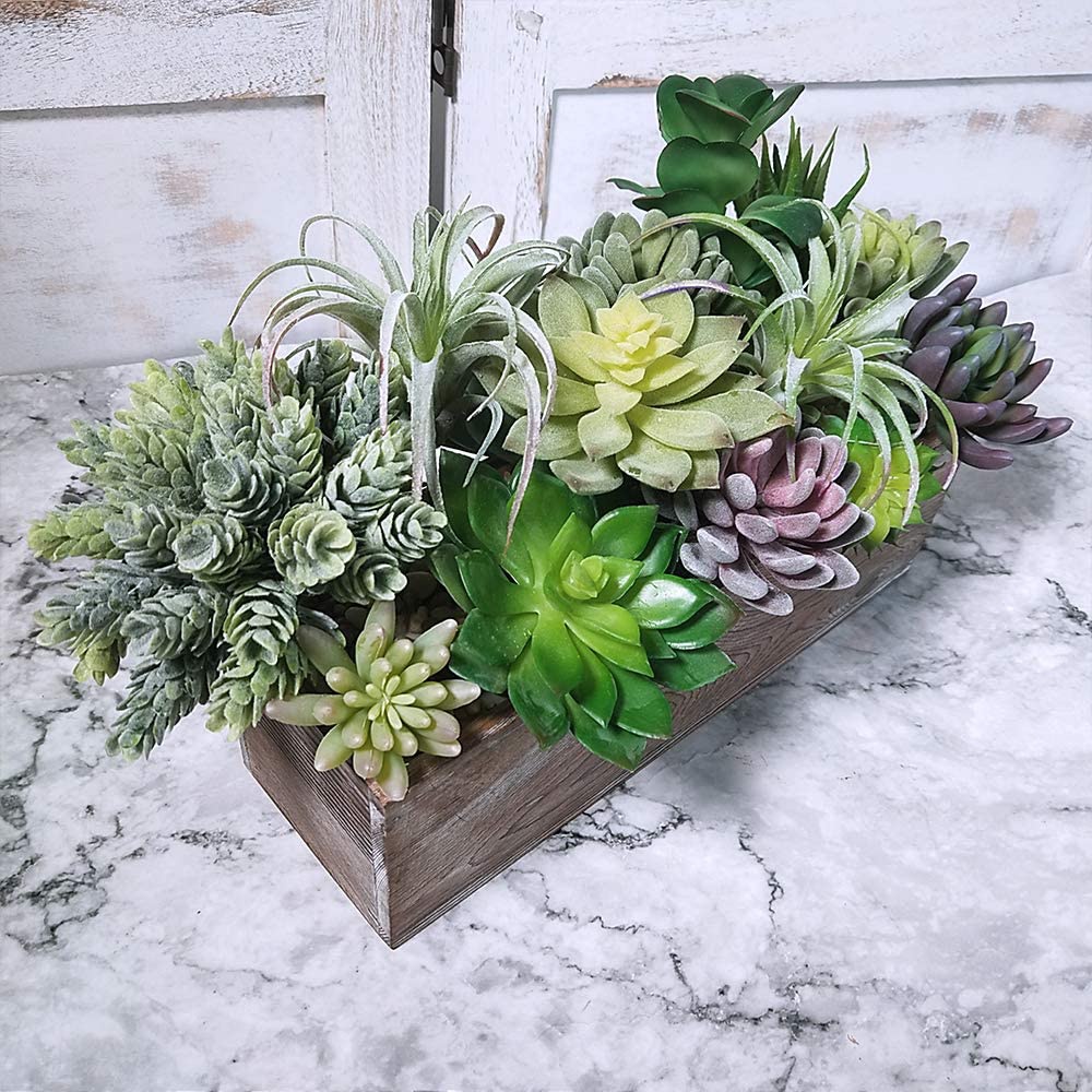 15 قطعة من النباتات العصارية ا - مراجعة Echeveria Succulent وسعره