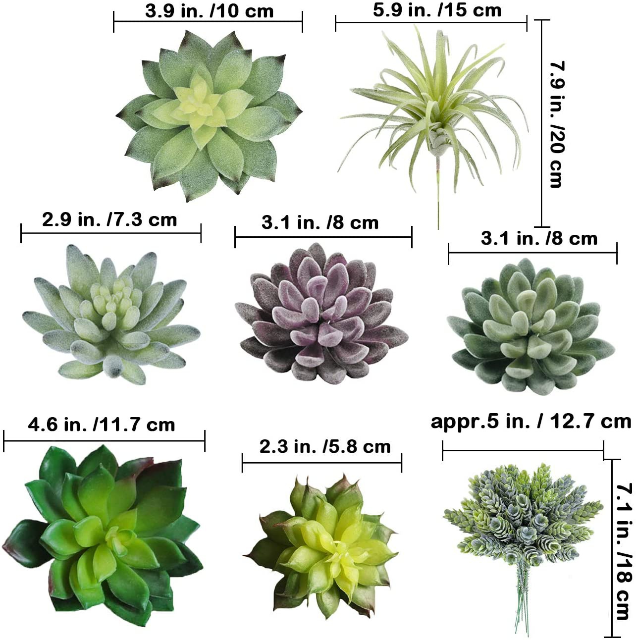 15 قطعة من النباتات العصارية ا - مراجعة Echeveria Succulent وسعره