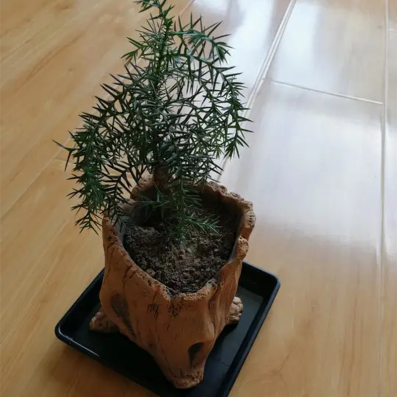 تقليد حصص خشبية جذور شجرة زراع - مراجعة Echeveria Succulent وسعره