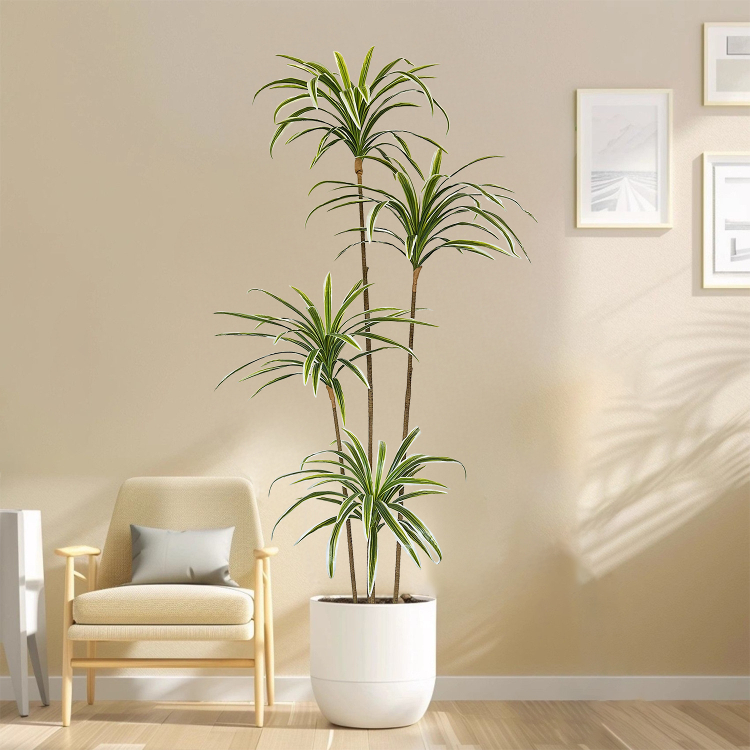 نبات دراسينا مارجيناتا اصطناعي - مراجعة Dracaena Marginata وسعره