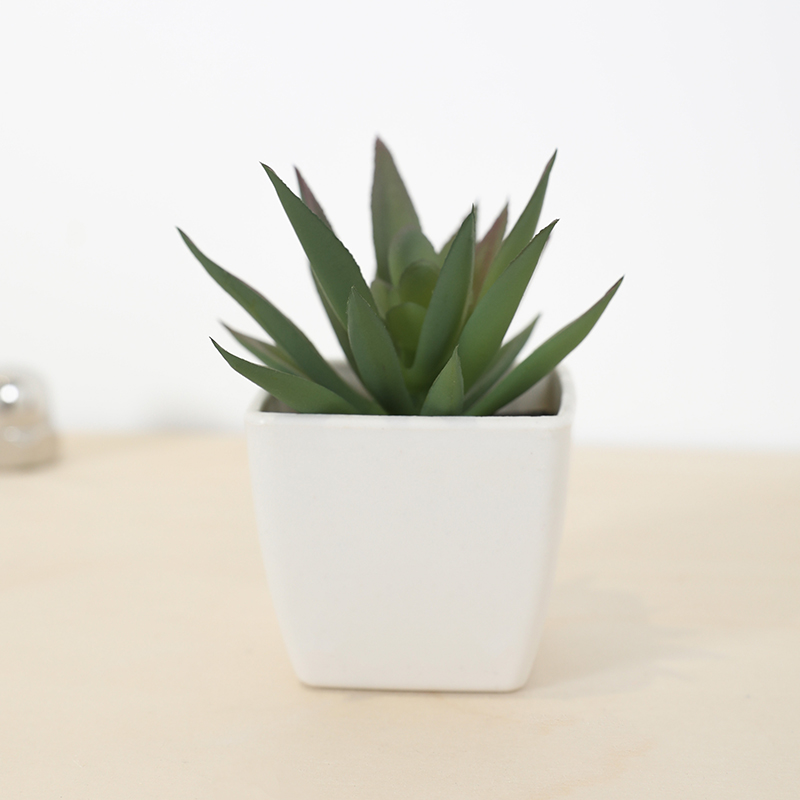 كوب خرافي صناعي صغير، نبات صغي - مراجعة Echeveria Succulent وسعره