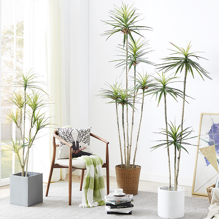 بوعاء بلاستيك صناعي ​ نبات Dra - مراجعة Dracaena Marginata وسعره