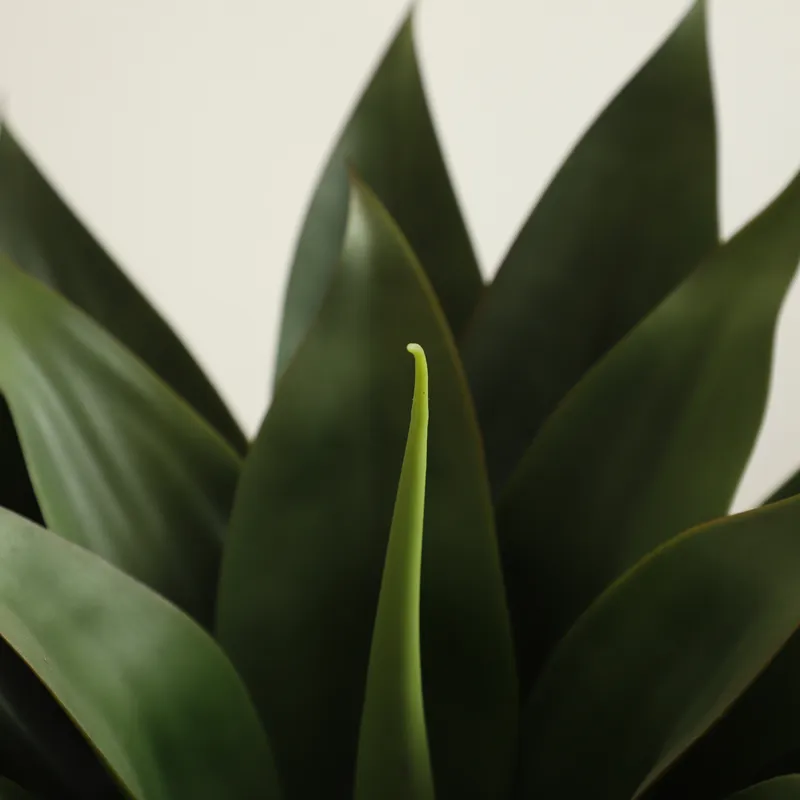 نبات الصبار الاصطناعي في وعاء، - مراجعة Aloe Vera Pot وسعره